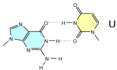 <p>a nitrogen-containing base found in RNA (but not in DNA)</p>