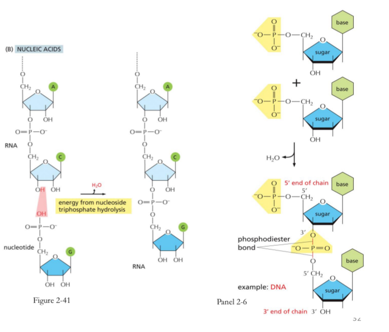 <ul><li><p>Nucleotides are joined by sugar-phosphate linkages</p></li><li><p>3’ hydroxyl attached to 5’phosphate of the adjoining nucleotide → phosphodiester bond</p></li></ul><p></p>