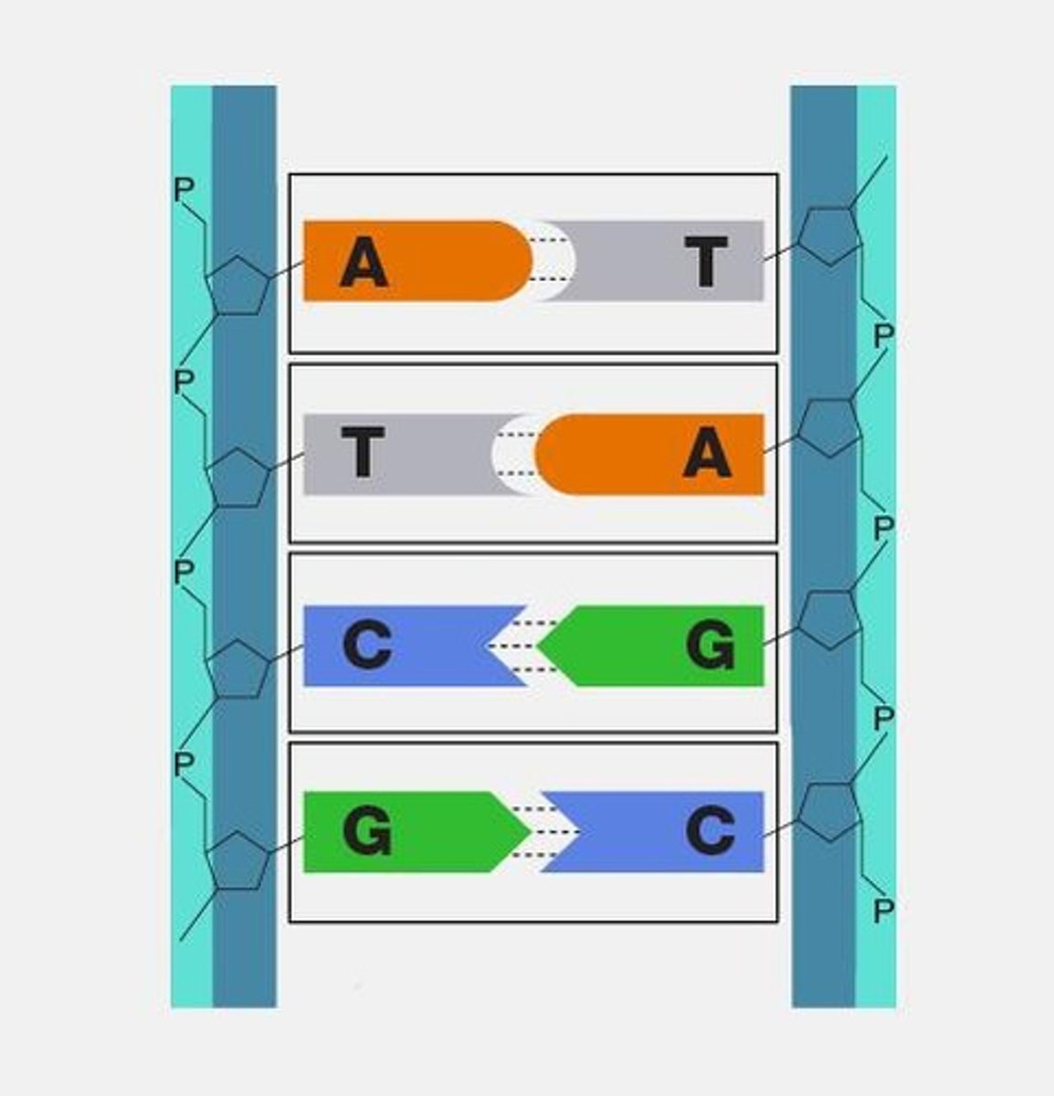 <p>A segment of DNA that carries instructions for creating one polypeptide chain (therefore protein).</p>