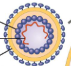 <p><strong>Specific Receptor Molecules </strong>on the surface of a host cell.</p>