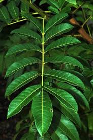 <p>reddish leaves that smell like peppercorn</p>