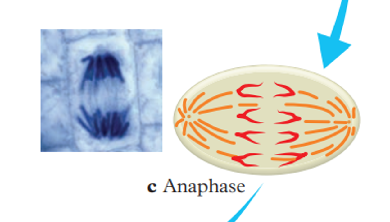 <p>Chromosomes seperate at the centromere and move to the opposite sides of the cell</p>