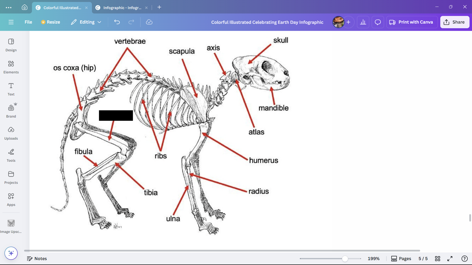 <p>The thigh bone of a cat.</p>