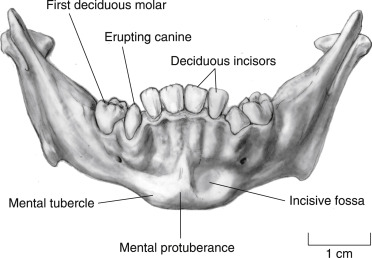 <p>A midline foramen which leads into incisive canal which is a passageway for blood vessels and nerves</p>