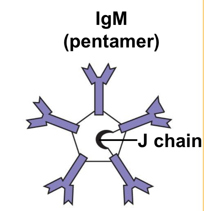 <p>First Ig class produced after initial antigen exposure, expressed on naive B cells. Very effective in activating complement, targets extracellular bacteria, and acts as antigen receptor (BCR).</p>
