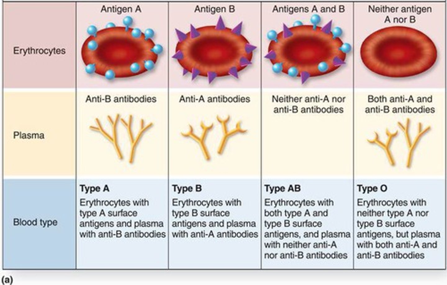 <p>Based on presence or absence of two agglutinogens (A and B) on surface of RBCs</p><p>• Type A has only A agglutinogen</p><p>• Type B has only B agglutinogen</p><p>• Type AB has both A and B agglutinogens</p><p>• Type O has neither A nor B agglutinogens</p>