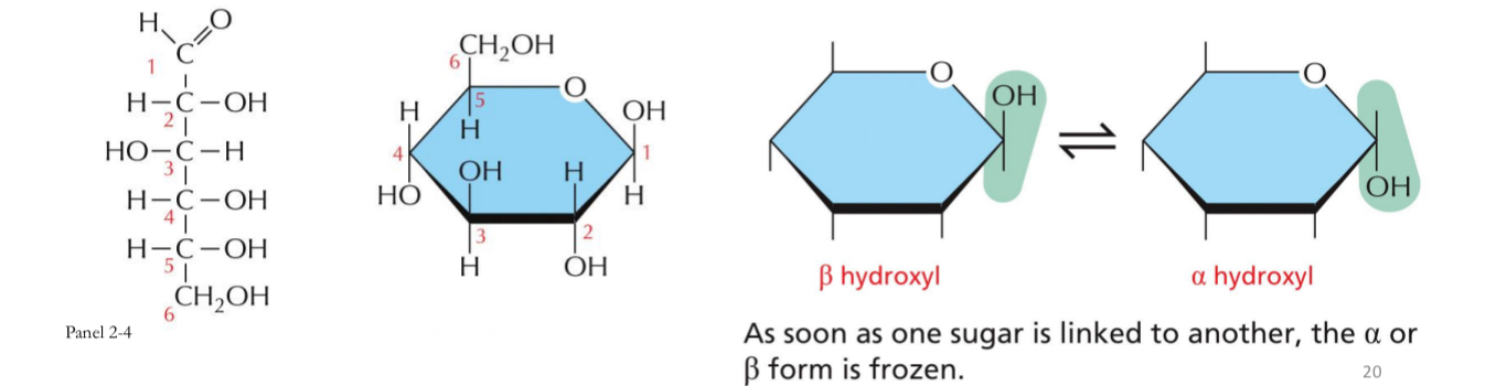<ul><li><p>Glucose = 6-carbon ring</p></li><li><p>OH of C1 projects below the plane of the ring - α-glucose</p></li><li><p>OH of C1 projects up from the plane of the ring - β-glucose</p></li><li><p>As soon as one sugar is linked to another the alpha and beta form is frozen</p></li></ul><p></p>