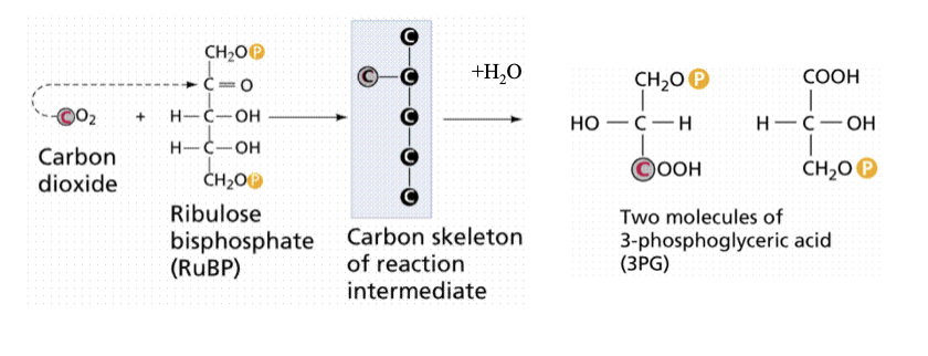 <ul><li><p class="Paragraph SCXO110133958 BCX4" style="text-align: left;"><span style="background-color: inherit; line-height: 19.55px;"><span>Ribulose bis phosphate carboxylase</span></span><span style="line-height: 19.55px;"><span> </span></span></p></li><li><p class="Paragraph SCXO110133958 BCX4" style="text-align: left;"><span style="background-color: inherit; line-height: 19.55px;"><span>Catalyses the initial reaction in carbon fixation</span></span><span style="line-height: 19.55px;"><span> </span></span></p></li><li><p class="Paragraph SCXO110133958 BCX4" style="text-align: left;"><span style="background-color: inherit; line-height: 19.55px;"><span>It is a sluggish enzyme, processing only about 3 molecules of substrate per second</span></span><span style="line-height: 19.55px;"><span> </span></span></p></li><li><p class="Paragraph SCXO110133958 BCX4" style="text-align: left;"><span style="background-color: inherit; line-height: 19.55px;"><span>Can make up to 50% of total chloroplast protein</span></span><span style="line-height: 19.55px;"><span> </span></span></p></li><li><p class="Paragraph SCXO110133958 BCX4" style="text-align: left;"><span style="background-color: inherit; line-height: 19.55px;"><span>Claimed to be the most abundant enzyme on earth</span></span><span style="line-height: 19.55px;"><span> </span></span></p></li><li><p class="Paragraph SCXO110133958 BCX4" style="text-align: left;"><span style="background-color: inherit; line-height: 19.55px;"><span>Rubisco fixes carbon</span></span><span style="line-height: 19.55px;"><span> </span></span></p></li></ul><p></p>