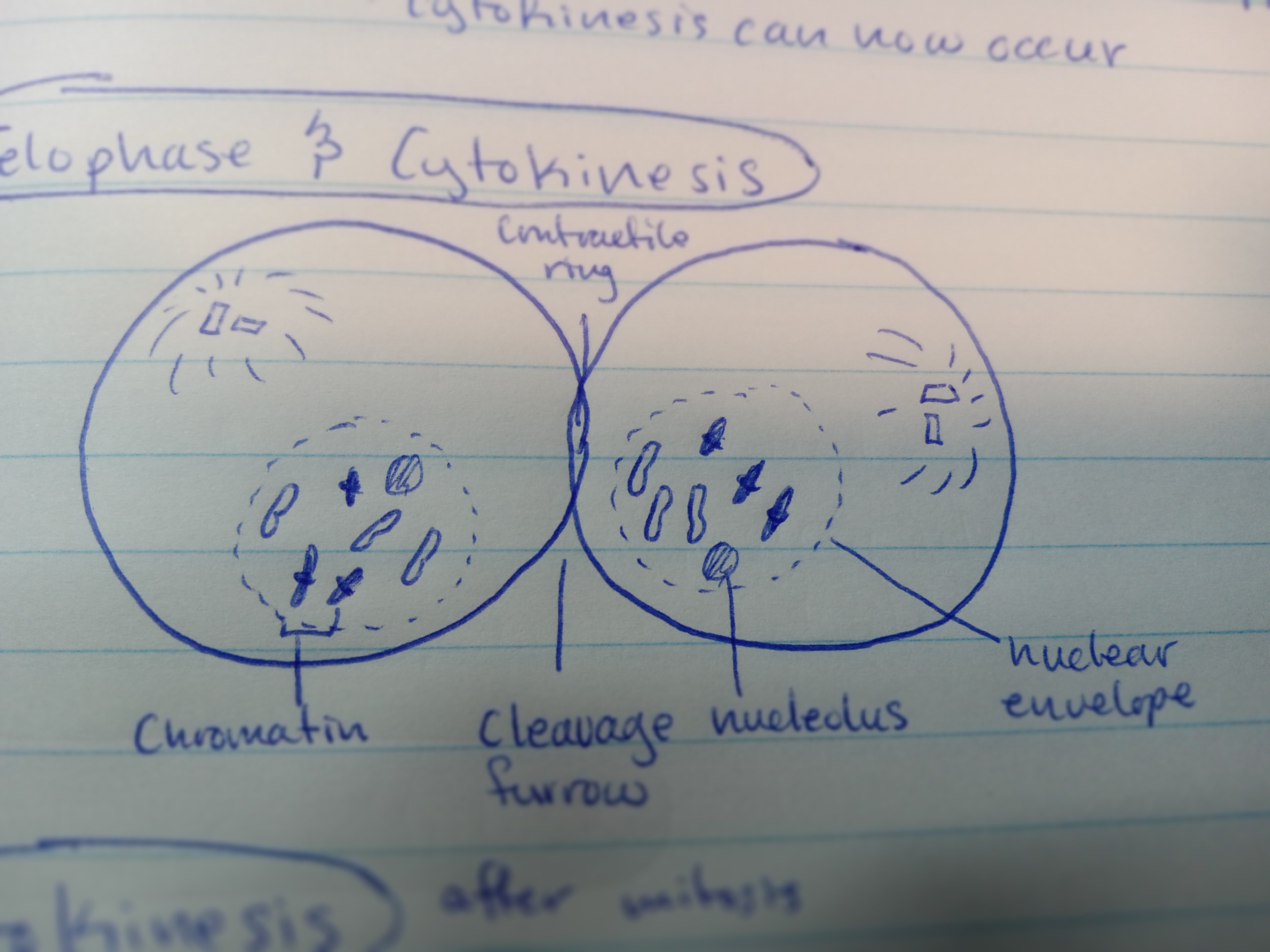 <p>final stage of mitosis; there are two identical sets of chromatids at each pole, centrioles and spindle fibers break down, chromatids elongate and unwind into chromatin, nuclear membrane forms and nucleolus appears</p>