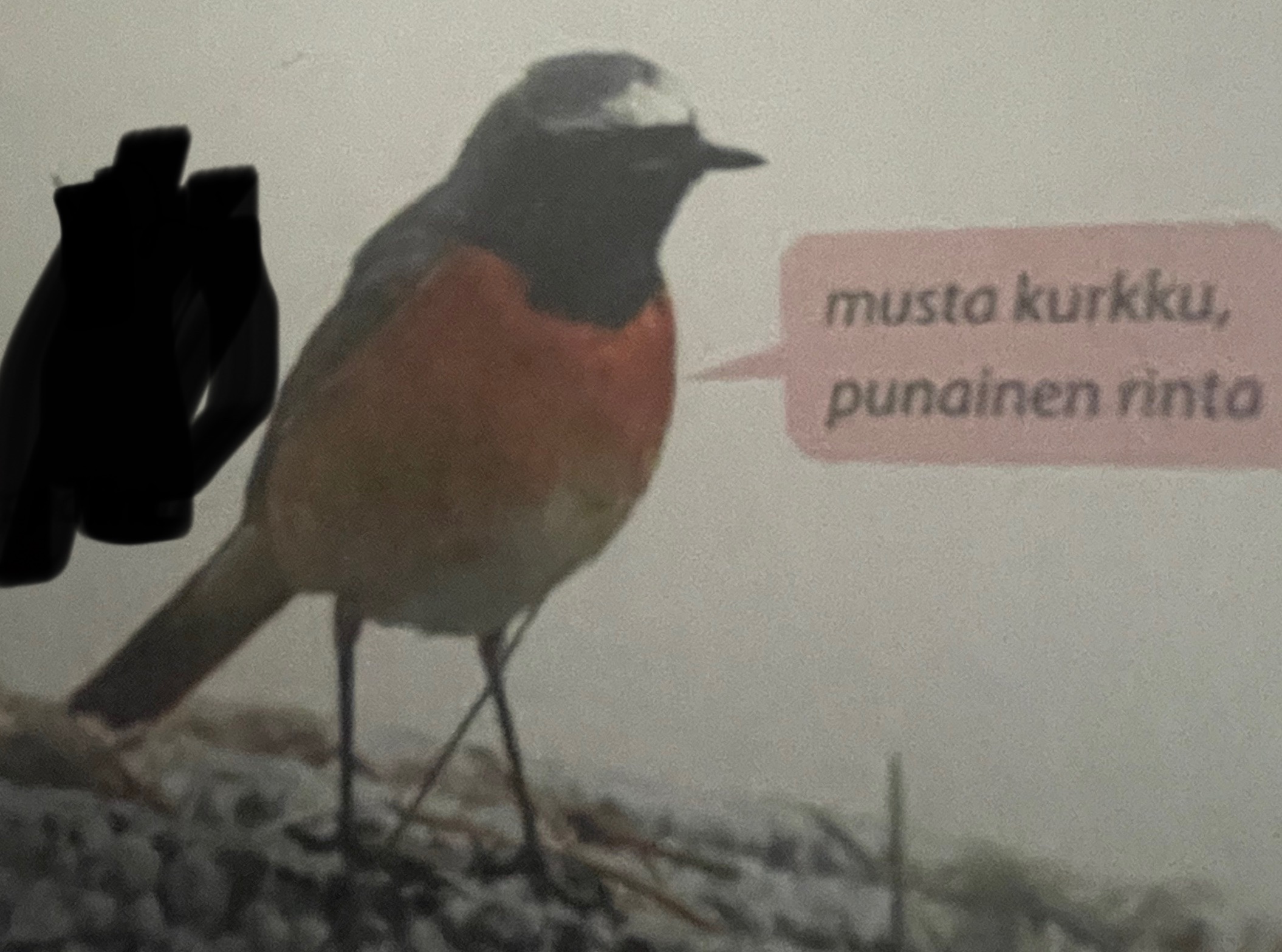<p>mikä eläin</p>