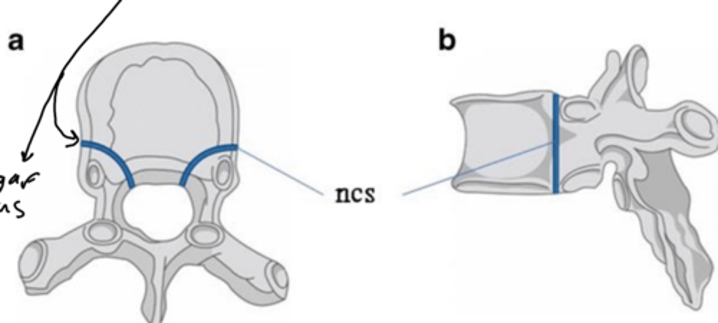 <p>neurocentral synchondrosis</p>