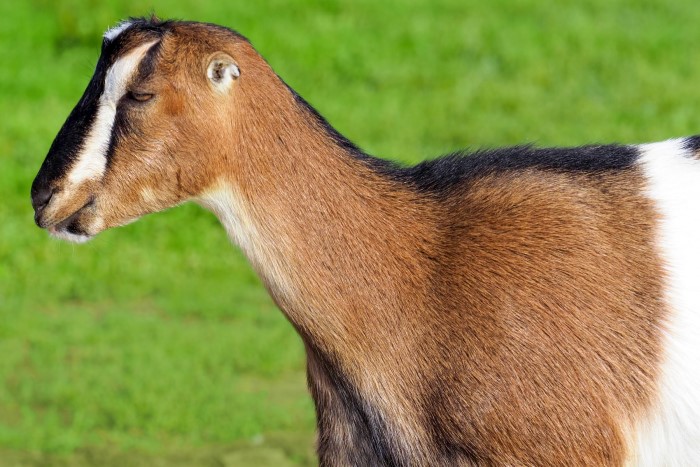 <p>LaMancha</p>