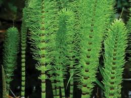 <p>Phylum Equisetophyta(characteristics)</p>