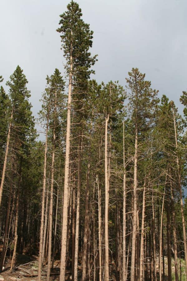 <p>What is the dominant tree here?</p>