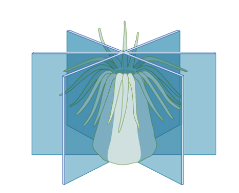 <p>central body axis and thus many planes that divide the animal into mirror image halves </p>