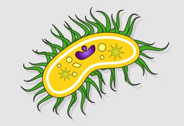<ul><li><p>singuler = <strong>cilium</strong><br><strong>- are slender protuberances that project from the much larger cell body</strong><br><strong>- </strong>are present, however, many of them extend along the entire surface of the plasma membrane.<br>- <mark data-color="#e1b4c8" style="background-color: #e1b4c8; color: inherit">short, hair-like structures</mark> that are used to move entire cells (such as Paramecium) or substances a<strong>long the outer surface of the cell</strong> (for example, the cilia of cells lining the Fallopian tubes that move the ovum toward the uterus, or cilia lining the cells of the respiratory tract that trap particulate matter and move it toward your nostrils).</p></li></ul><p></p>