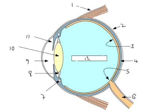 <p><br>What part of the eye is <strong>4</strong>?</p>