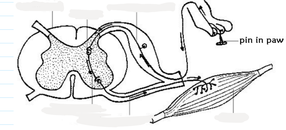 <p>2.14 Label this diagram of the reflex arc</p>