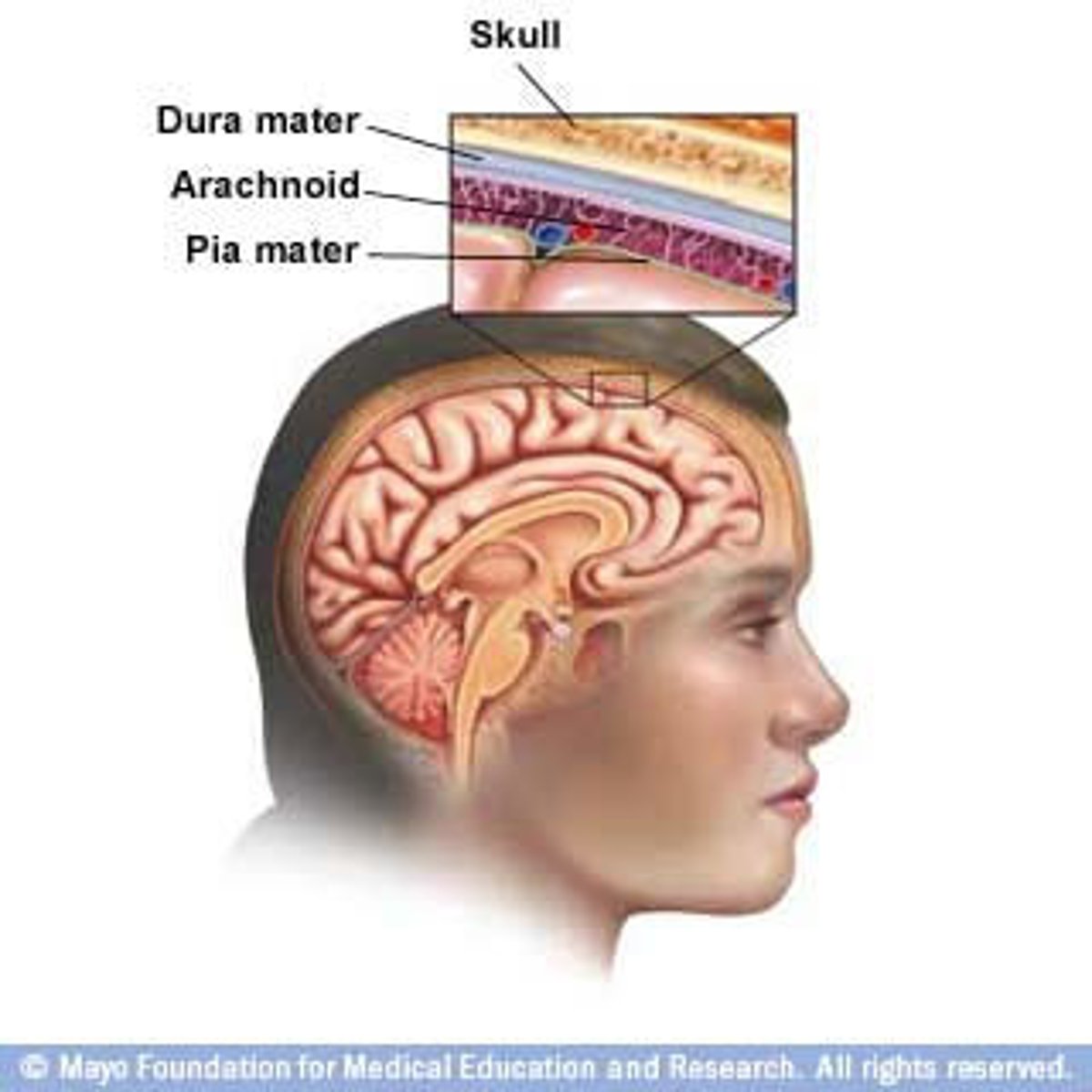 <p>Outermost meningeal layer; tough; attached to skull; has endosteal and meningeal layers</p>