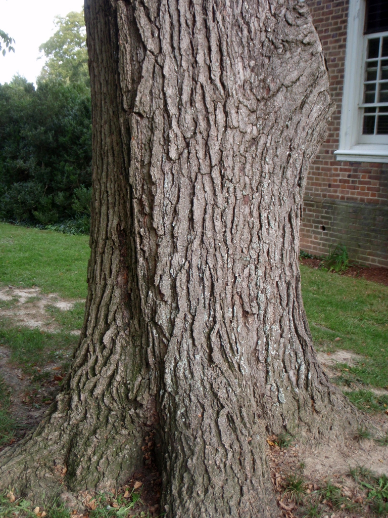 <p>Kentucky coffeetree, Gymnocladus dioicus, Fabaceae</p>