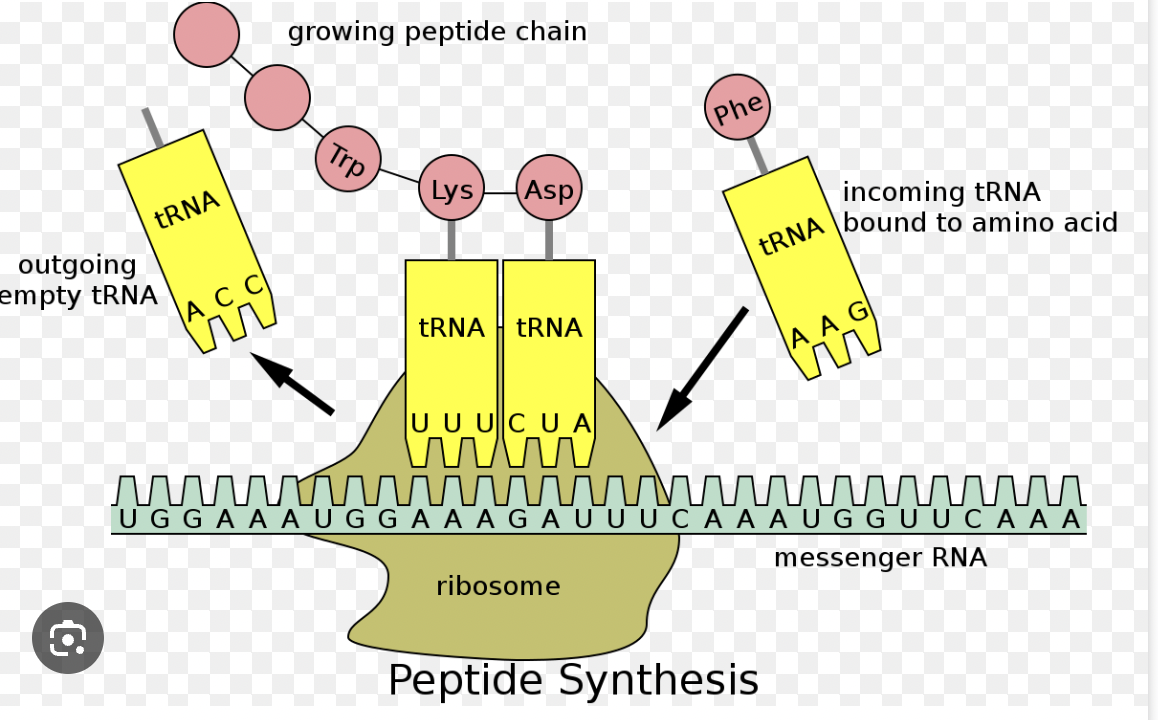 <p>Translation: Players: tRNA (with anti-codons)</p>