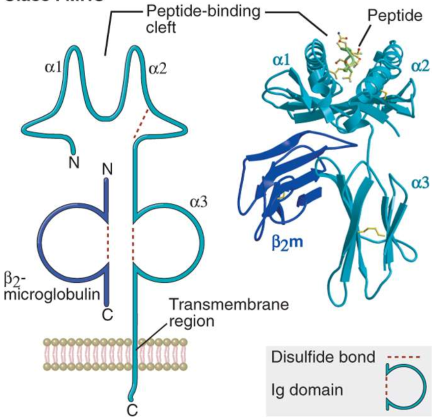 <ul><li><p>heterotrimer consisting of an alpha chain, 2 beta microglobulin, and a bound peptide </p></li><li><p>all three must be present for expression on the cell surface</p></li></ul><p></p>