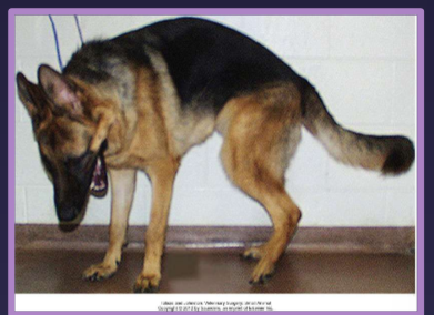 <ul><li><p>signalment </p><ul><li><p>large-breed, middle-aged </p></li><li><p>active, working (German shepherd) </p></li></ul></li><li><p>signs </p><ul><li><p>reluctance to jump </p></li><li><p>less active </p></li><li><p><strong>stiff hind limb gait - not front legs </strong></p></li><li><p><strong>low tail carriage - b/c lessens pain so if you lift tail will have pain </strong></p></li><li><p>urinary or fecal incontinence </p></li><li><p>lower back pain/ weakness due to vascular compromise and or nerve root compression </p></li><li><p>pain ± neurologic deficits </p></li></ul></li></ul><p></p>