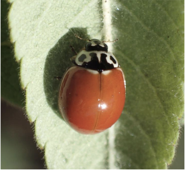 <p>what order does this insect belong to?</p>