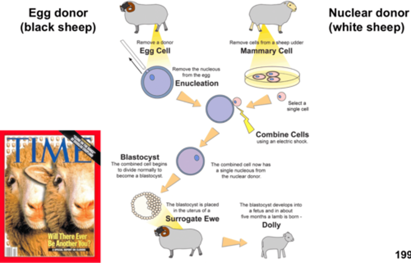 <p>first successful mammalian cloning</p>