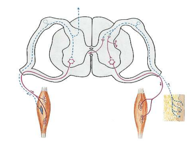 <ul><li><p>verschiedene Nervenbahnen, die in unterschiedlichen Stellen im Gehirn enden mit unterschiedlichen Aufgaben</p></li><li><p><span style="color: rgb(0, 78, 255);">Hinterhorn</span><span style="color: rgb(0, 0, 0);">: sensible Fasern → Spüren, sensorisch</span></p></li><li><p><span style="color: rgb(254, 0, 0);">Vorderhorn</span>: motorische Fasern → Bewegung, Ansteuerung Muskulatur</p></li></ul><p></p>