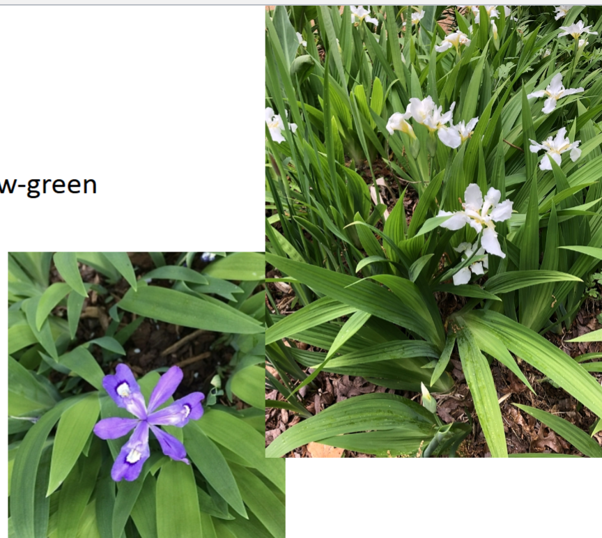 <p>Sun</p><p>Groundcover</p><p>Small</p>