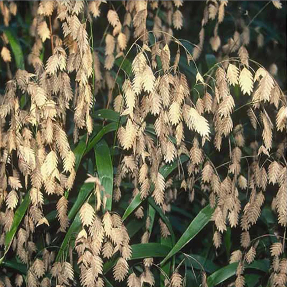 <p>Inland Seaoats</p>