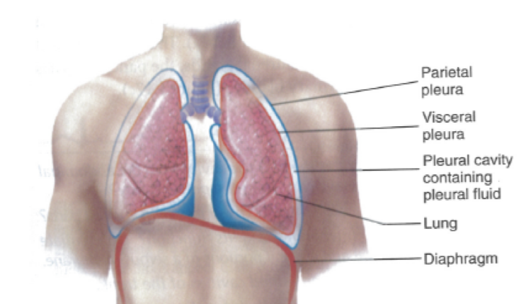 visceral pleural membrane