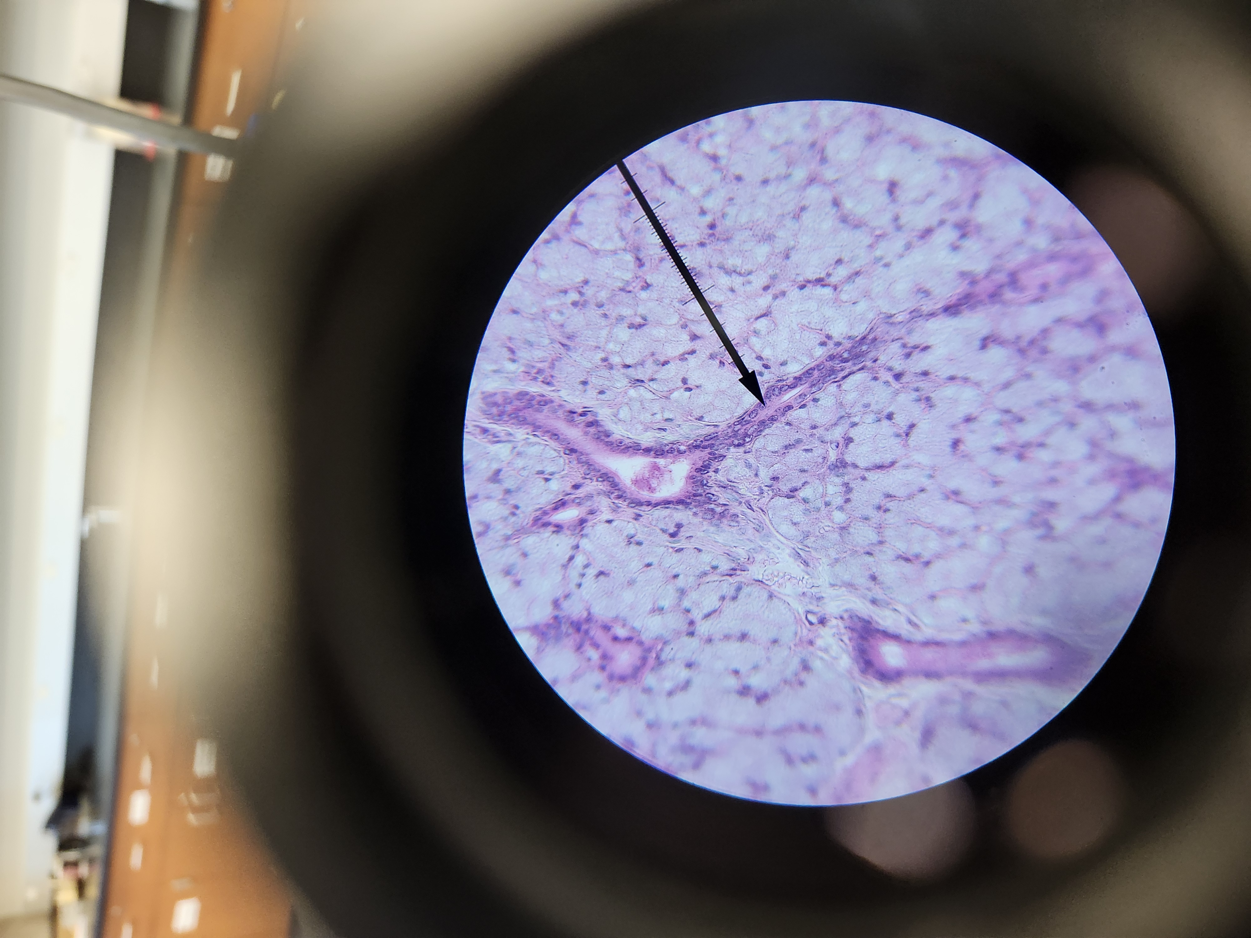 <p>[Histology] Function? </p>