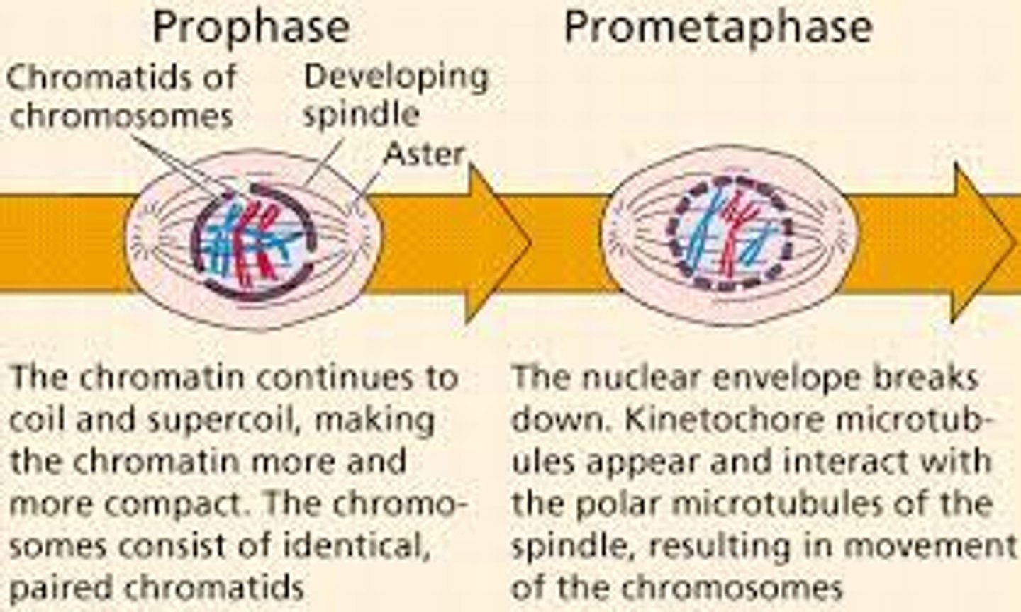 <p>nuclear envelope breaks down and the mitotic spindle attaches to the chromosomes</p>