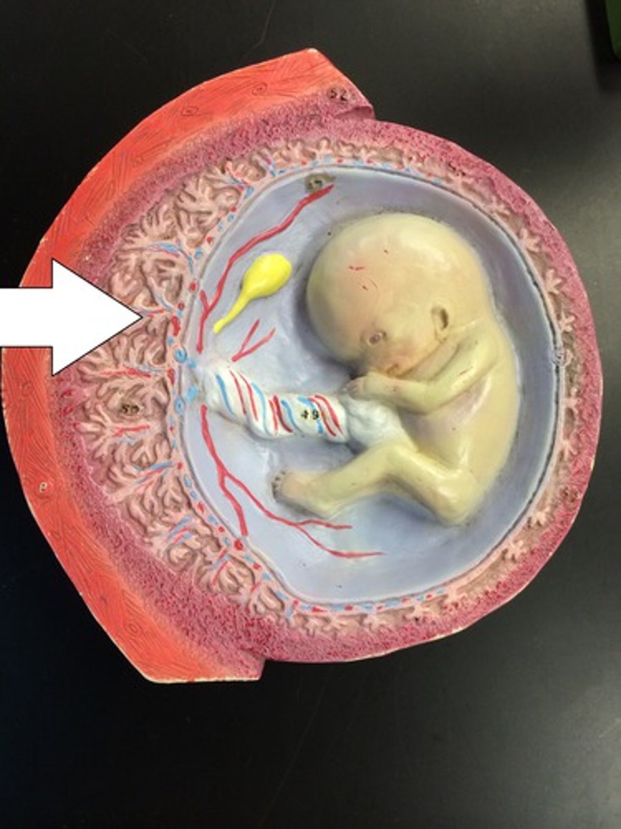 <p>allow diffusion of substances between maternal and fetal blood supply</p>