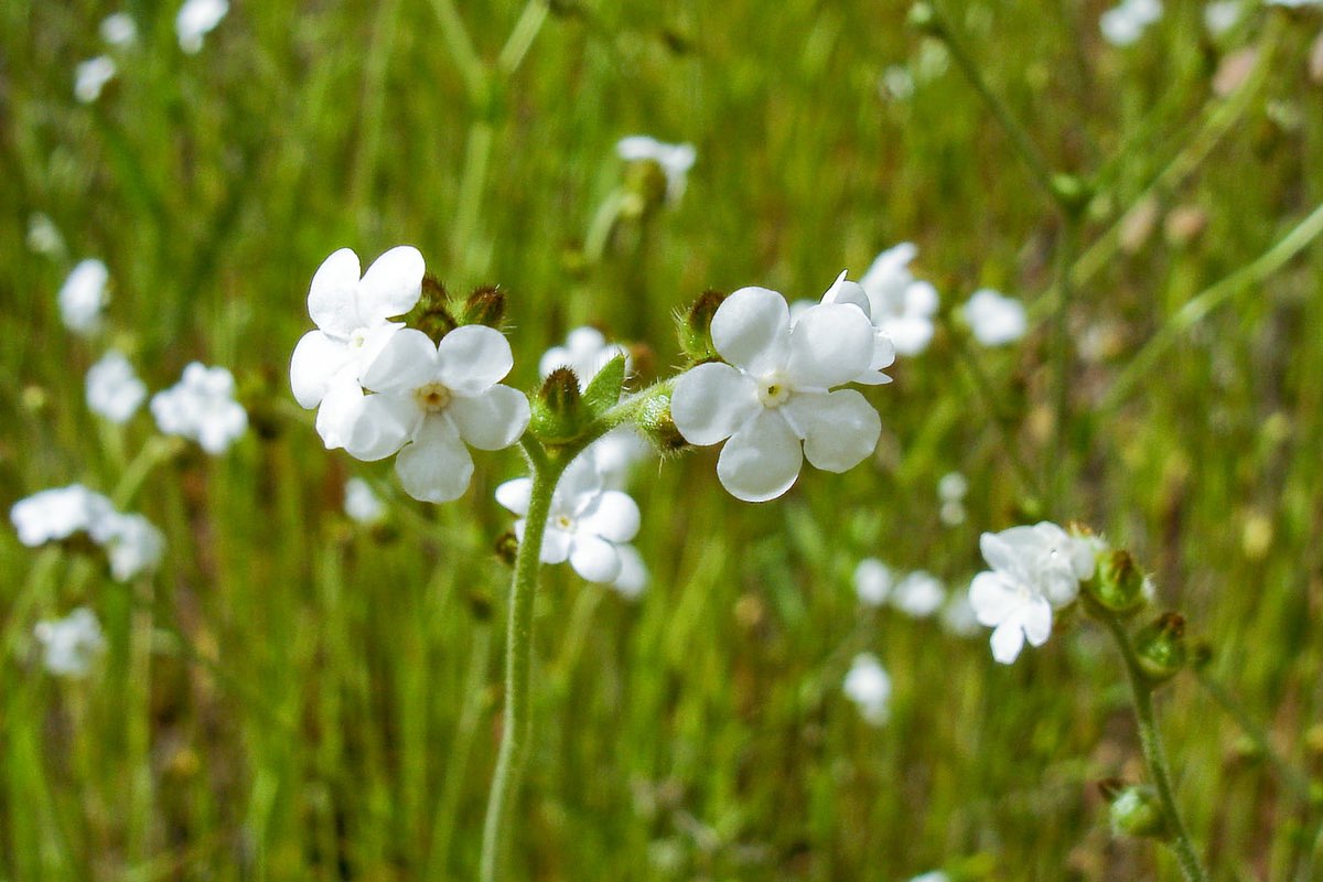 <p>Rusty-haired popcorn flower</p>
