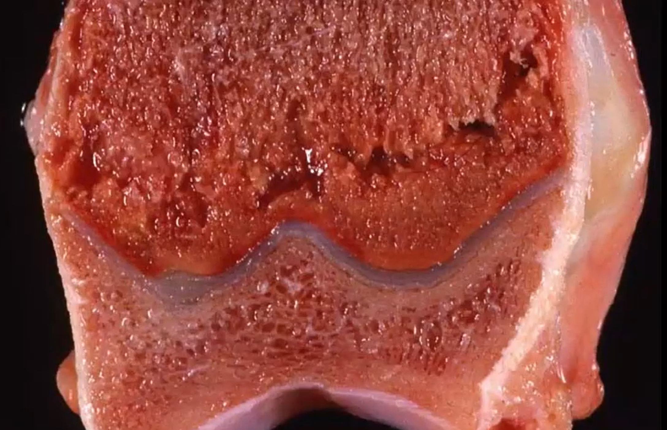 <p>Dog. MDX and name the condition. </p>
