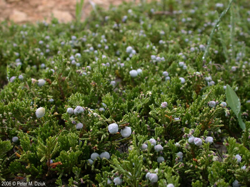 <p>Mostly scale like leaves - Common name</p>