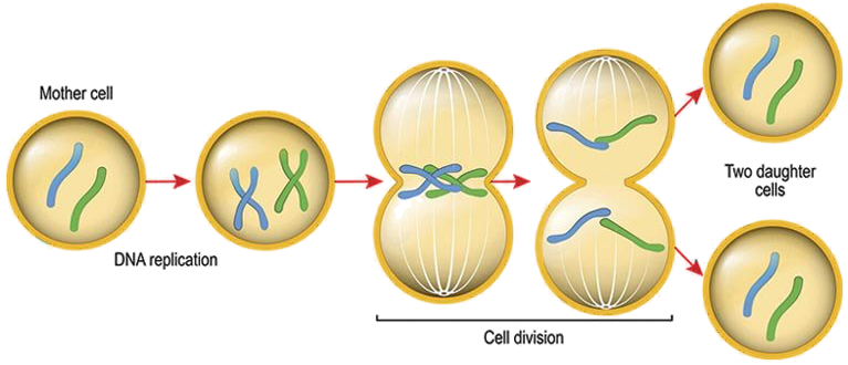 <ol><li><p>Duplicates its DNA so there is one copy for each new cell.</p></li><li><p>The DNA is copied and forms X-shaped chromosomes. Each arm of the chromosome is an exact duplicate of the other</p></li><li><p>The chromosomes line up at the centre of the cell and cell fibres pull them apart. The two arms of the chromosome go to opposite sides of the cell.</p></li><li><p>Membranes form around each set of chromosomes. These become the nuclei of the two new cells-the nucleus has divided </p></li><li><p>The cytoplasm and cell membrane divide</p></li><li><p>The cell produces two identical new daughter cells.</p></li></ol><p></p>