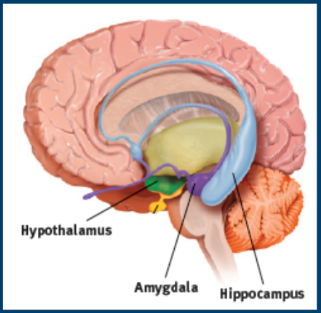 <ul><li><p>Amygdala: (lima-bean-sized neural clusters)/ linked to emotion, fear, and aggression</p></li><li><p>Hypothalamus: directs eating, drinking, and body temperature/helps govern endocrine system via the pituitary gland</p></li><li><p>Hippocampus:help process for storage explicit memories of facts and events </p></li></ul>