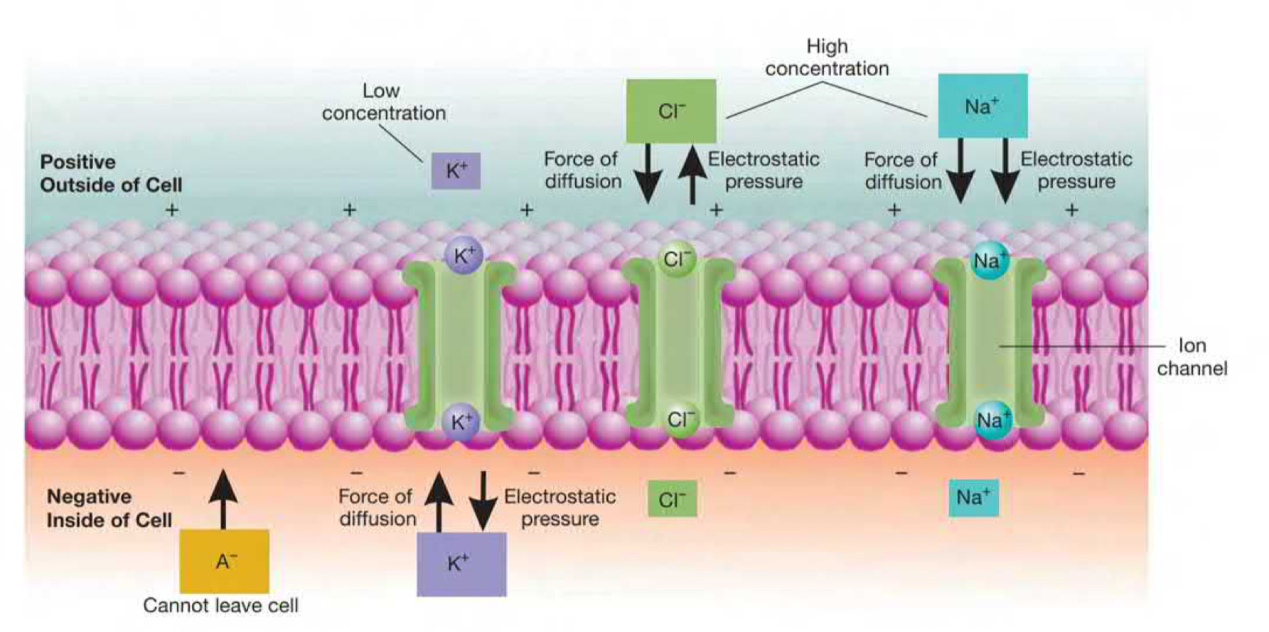 process where molecules distribute themselves evenly throughout the medium in which they're dissolved. Movement of particles towards lower concentration from higher concentration and vice versa. **Potassium out and Chloride and Sodium in.**