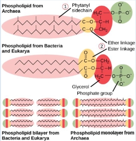 <ul><li><p>Bacteria - plasma membranes that contain phospholipids w/ ester bonds</p></li><li><p>Archaea - plasma membranes that have unique lipids that cotain ether bonds</p></li></ul><p></p>