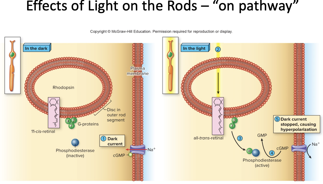 <ol><li><p>contain the <strong>pigment rhodopsin</strong>- rhodopsin is EXTREMLY <mark data-color="yellow" style="background-color: yellow; color: inherit;">sensitive to light</mark>- when rhodopsin is exposed to light, it immediately <mark data-color="yellow" style="background-color: yellow; color: inherit;">photobleaches</mark></p></li></ol><p></p>