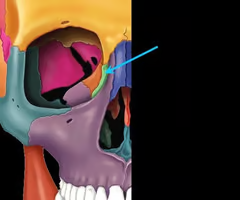 <p>Name this bone.</p>