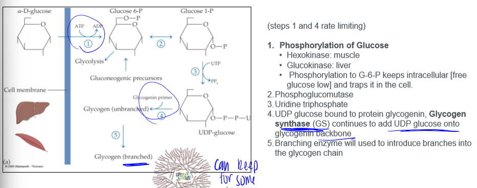 <p>conversion of glucose to glycogen. steps 1 and 4 are rate limiting. </p>