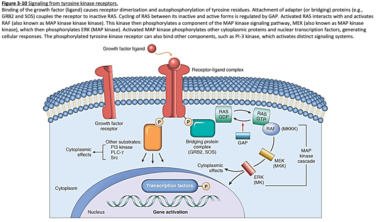 <ul><li><p><span><strong>cytosolic kinases</strong></span></p></li><li><p><span><strong>second messengers</strong></span></p></li></ul><p></p>