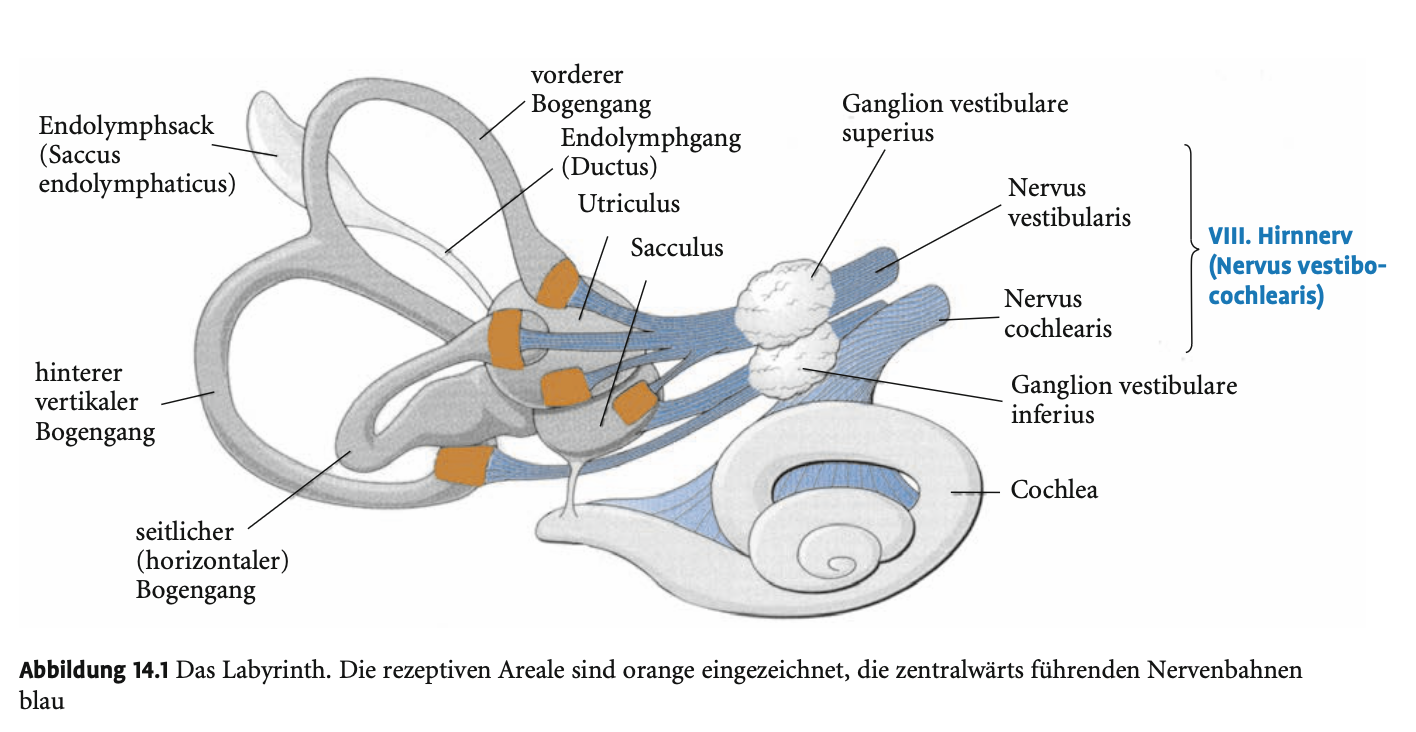 <ul><li><p><span><strong>Vestibularorgan – Aufbau und Funktion:<br></strong></span></p><ul><li><p><span><strong>Lokalisation:</strong> Im <strong>Innenohr</strong>, gemeinsam mit der <strong>Cochlea</strong> → gemeinsam als <strong>Labyrinth</strong> bezeichnet.</span></p></li><li><p><span><strong>Unterteilung:</strong></span></p><ul><li><p><span><strong>Zwei Makulaorgane</strong>:</span></p><ul><li><p><span>Registrieren <strong>Linearbeschleunigungen</strong></span></p></li><li><p><span>Besonders empfindlich für Reize durch <strong>Gravitationskraft</strong></span></p></li></ul></li><li><p><span><strong>Drei Bogengänge</strong>:</span></p><ul><li><p><span>Registrieren <strong>Drehbewegungen des Kopfes</strong></span></p></li><li><p><span>Reagieren auf <strong>Rotationsbeschleunigungen</strong></span></p></li></ul></li></ul></li></ul></li></ul><p></p>
