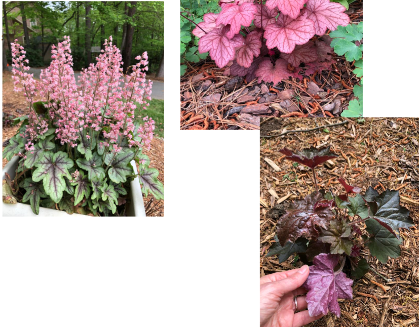 <p>Flowers: White, pink, red</p><p>Foliage: green, copper, purple, white, pink</p><p>Full sun to part shade (dependent on cultivar)</p>