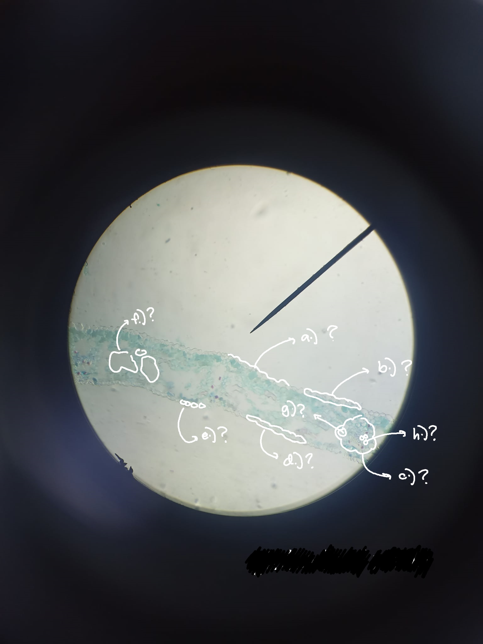 <p>label the parts of the <em>Ginkgo</em> leaf; use this format: a.) answer; b.) answer; etc etc</p>